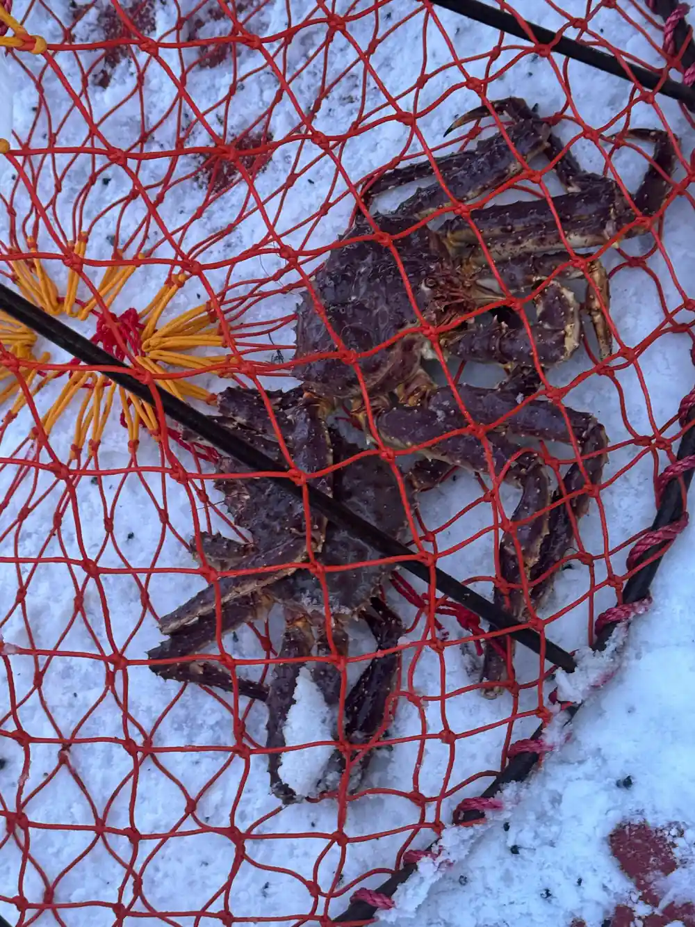 Crabs inside a red pot resting on the snowy deck