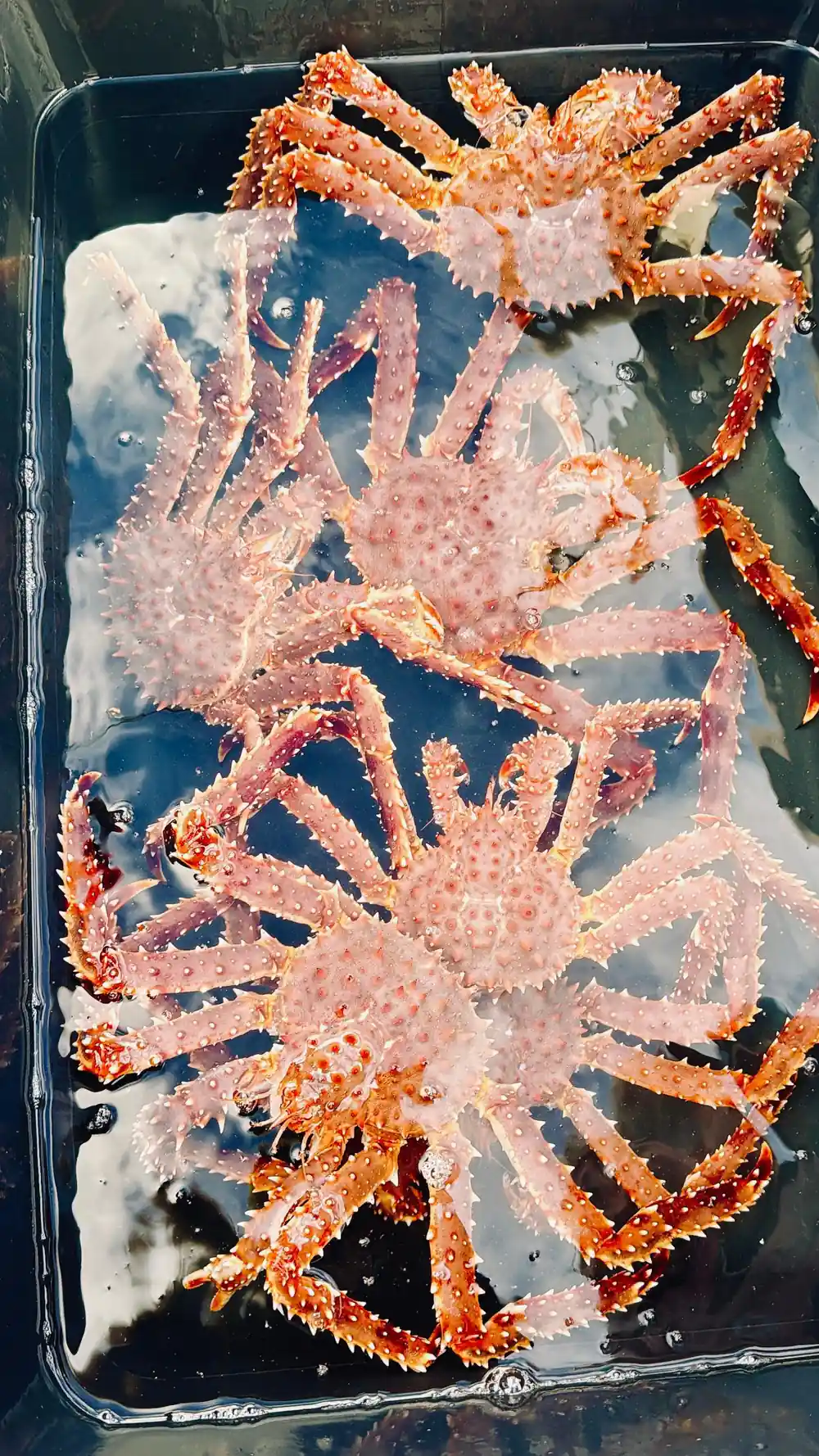 Several pale king crabs together in a tray