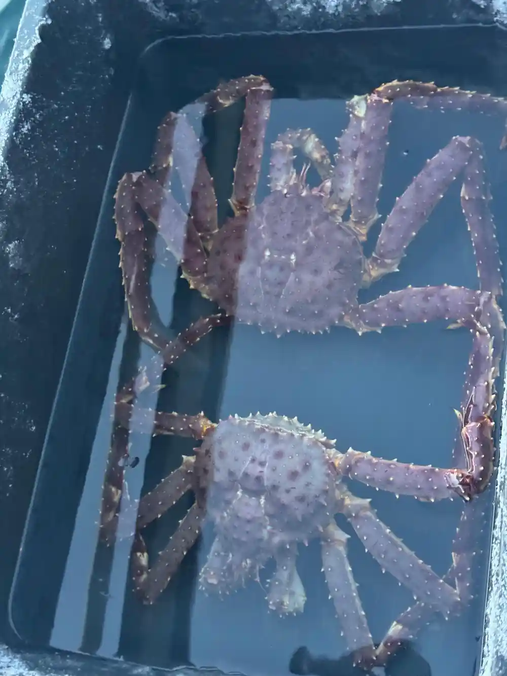 Two king crabs seen through water in a holding tank